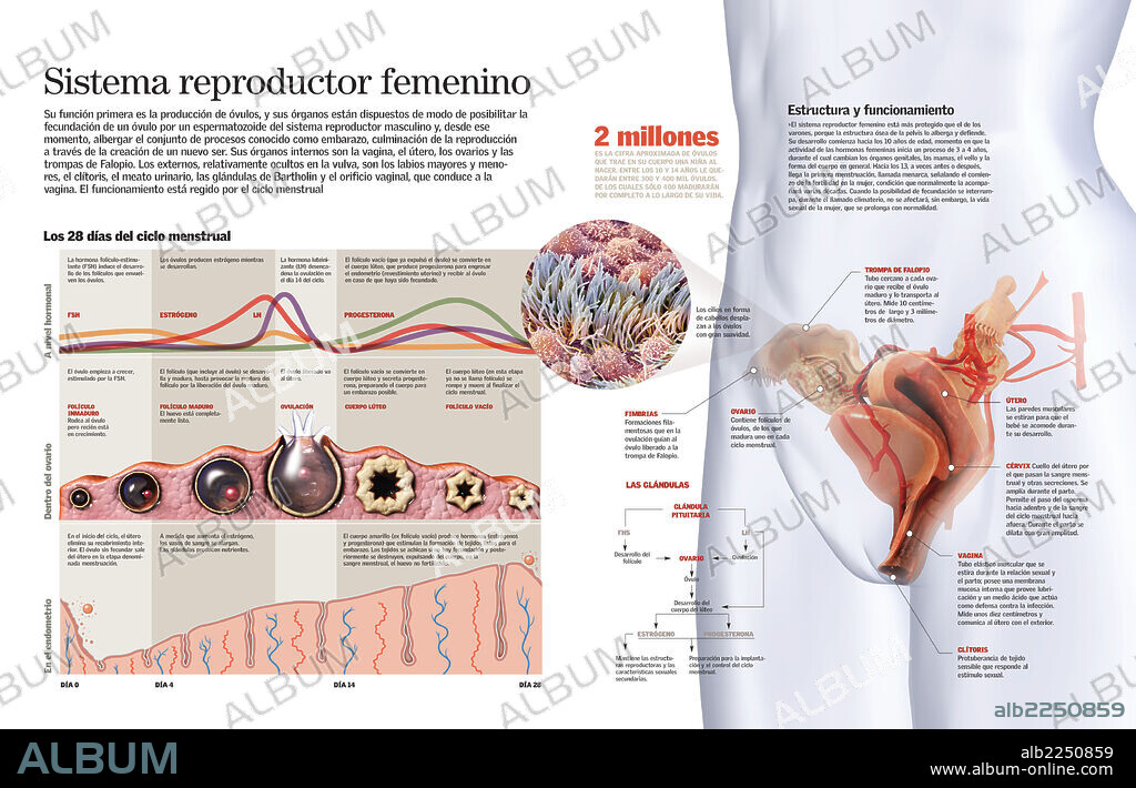 Female Reproductive System. Infographic of the female reproductive system and the menstrual cycle.