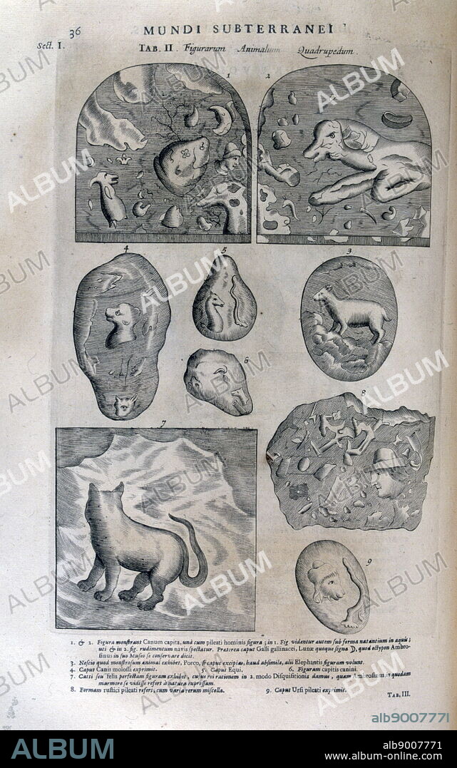 Illustration depicting cat fossils, from 'Mundus Subterraneus' by Athanasius Kircher, (1602 - 1680), German Jesuit scholar and polymath who published around 40 major works. His geological and geographical investigations culminated in his Mundus Subterraneus of 1664, in which he suggested that the tides were caused by water moving to and from a subterranean ocean.