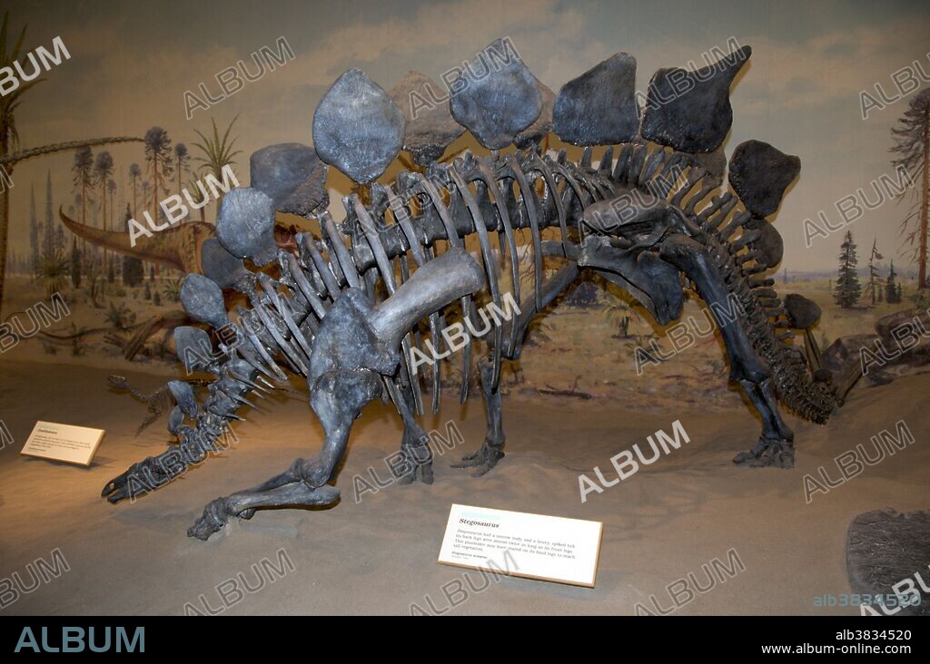 Skeleton of Stegosaurus armatus. Stegosaurus is a genus of stegosaurid armoured dinosaur from the Late Jurassic period in what is now western North America. Due to its distinctive tail spikes and plates, Stegosaurus is one of the most recognizable dinosaurs, along with Tyrannosaurus, Triceratops, and Apatosaurus. They lived some 155 to 145 million years ago. A large, heavily built, herbivorous quadruped, Stegosaurus had a distinctive and unusual posture, with a heavily arched back, short forelimbs, head held low to the ground and a stiffened tail held high in the air. Its array of plates and spikes has been the subject of much speculation. The spikes were most likely used for defense, while the plates have been proposed as a defensive mechanism, as well as having display and thermoregulatory (heat control) functions. Royal Tyrrell Museum, Drumheller, Alberta, Canada.