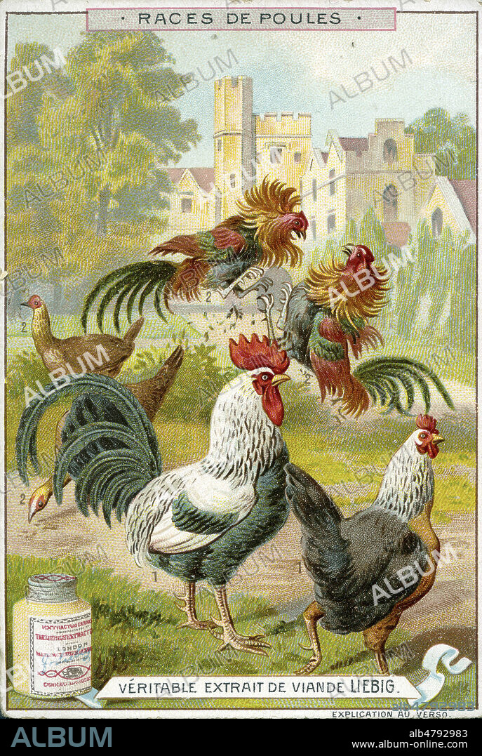 Poules 1. Dorking (anglaise) 2. combattants nains. Chromo publicitaire Liebig de 1897, serie intitulee 'Races de poules'. Illustration anonyme. Credit : Collection IM/KHARBINE-TAPABOR.
