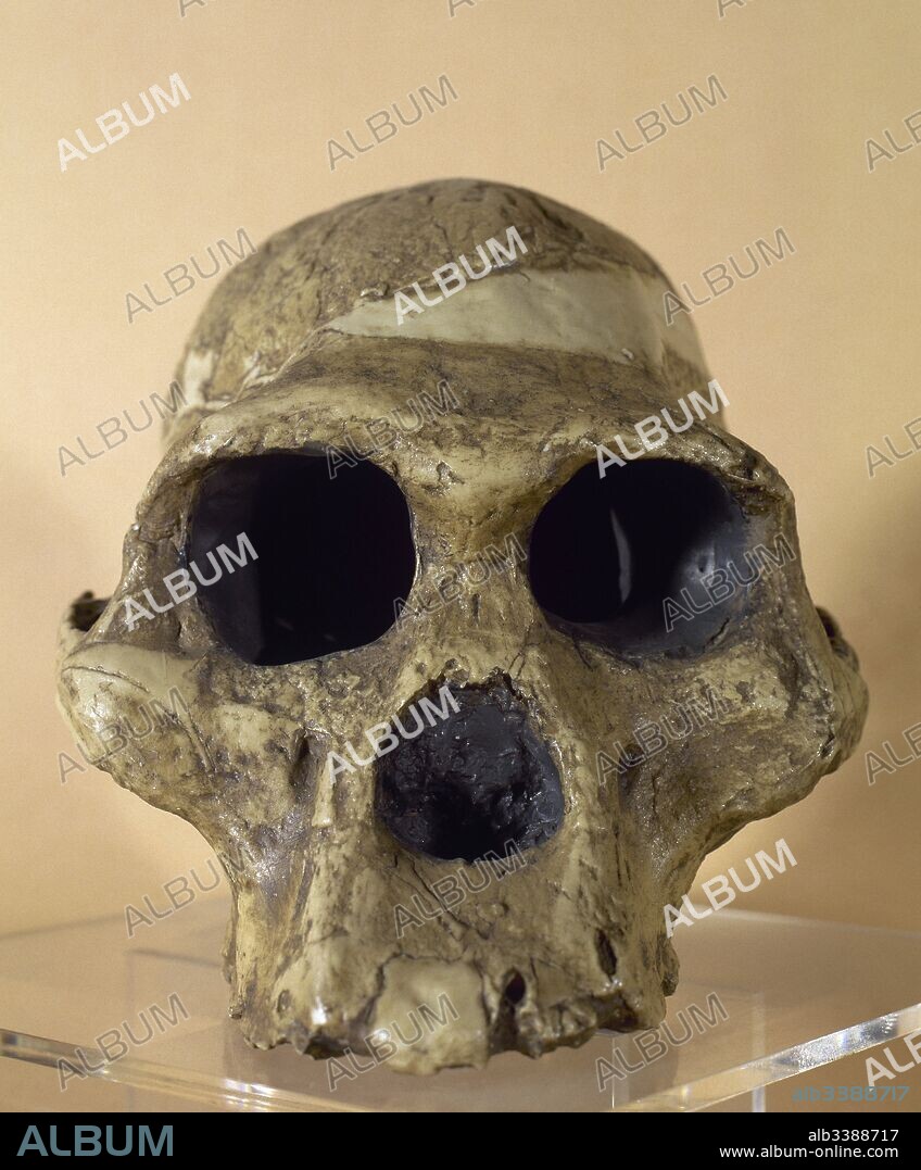 Mrs. Ples. Reproduction of a skull of an Australophitecus africanus (2.15 million years old). Found in Sterkfontein, South Africa. Archaeological Museum of  Catalonia, Barcelona, Spain.
