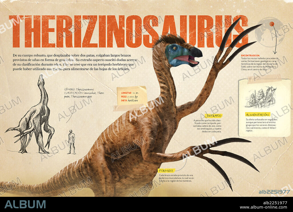 therizinosaurus. Infografía sobre el Terizinosaurio, terópodo que se desarrolló como herbívoro durante el Cretácico de la era Mesozoica.