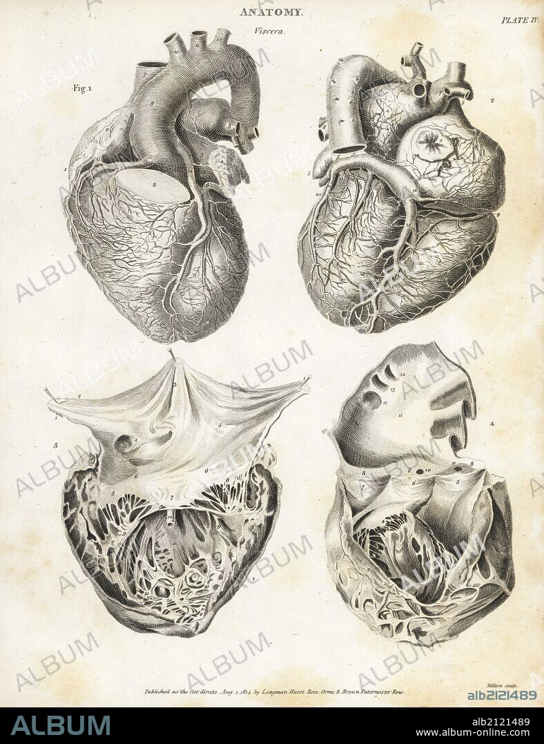 Anatomy of the human heart. Copperplate engraving by Milton from Abraham Rees' Cyclopedia or Universal Dictionary of Arts, Sciences and Literature, Longman, Hurst, Rees, Orme and Brown, London, 1820.