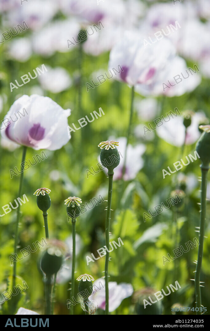 Opium poppy (Papaver somniferum var. album).