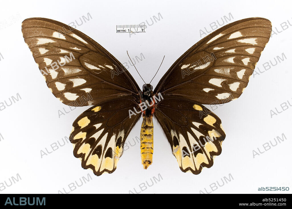 Pinned, Ornithoptera croesus, Animalia, Arthropoda, Insecta, Lepidoptera, Papilionidae, Papilioninae.
