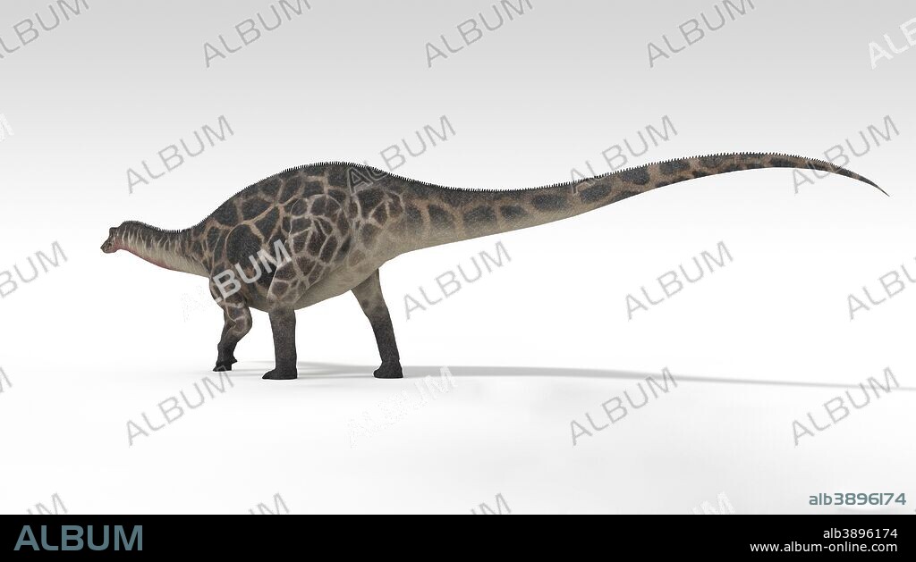 Dicraeosaurus dinosaur, white background.