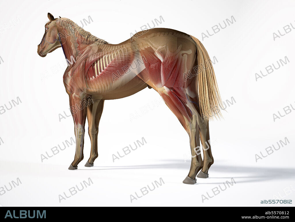 Muscular and skeletal system of a horse with ghost effect, side perspective on white background.