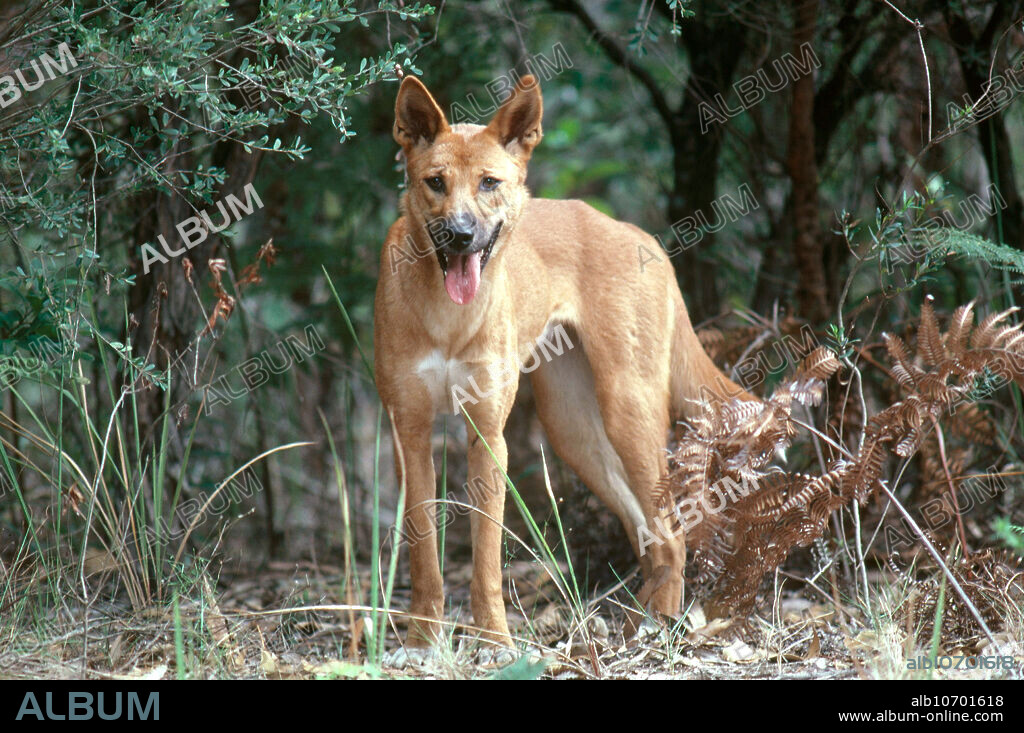Australian dingo or warrigal (Canis familiaris dingo) is a wild dog descended from primitive Asian dogs. They are now the largest terrestrial predator on the continent, and are semi-tame in popular beach camping areas.