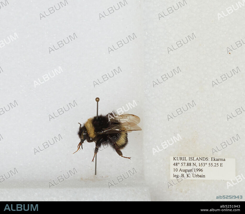 Ekarma, Kuril Islands, Sakhalin, Russia, Bombus sp., Animalia, Arthropoda, Insecta, Hymenoptera, Apidae, Apinae.