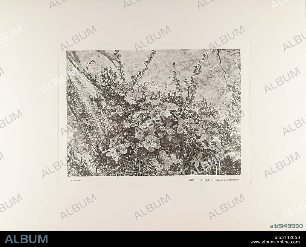 Robert Collett, Pacht & Crone, Modne Molter (Rubus chamaemorus) from the portfolio Norske Motiver. I fotografier efter naturen, Staatliche Landesbildstelle Hamburg, collection on the history of photography, cardboard, collotype, image size: height: 20,20 cm; width: 27,80 cm, inscription: recto cardboard: printed, below the image: R. Collett Phot. - MODNE MOLTER (Rubus chamaemorus), below right: Phototypi. Lease & Crone, stamp: verso and left: stamp of the Staatliche Landesbildstelle Hamburg, upper left former location in lead, lower left handwritten in black ballpoint pen: R. Collett, Denmark: Nordic motifs, landscape photography, nature photography, landscapes (temperate zone), plants, vegetation.