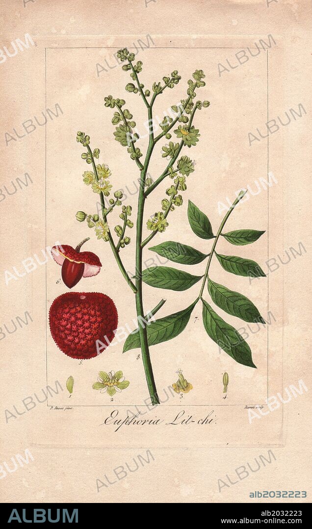 Lychee tree, Litchi chinensis, native to Asia, showing leaves, fruit and seed. Handcoloured stipple engraving on copper by Barrois from a botanical illustration by Pancrace Bessa from Mordant de Launay's "Herbier General de l'Amateur," Audot, Paris, 1820. The Herbier was published from 1810 to 1827 and edited by Mordant de Launay and Loiseleur-Deslongchamps. Bessa (1772-1830s), along with Redoute and Turpin, is considered one of the greatest French botanical artists of the 19th century.