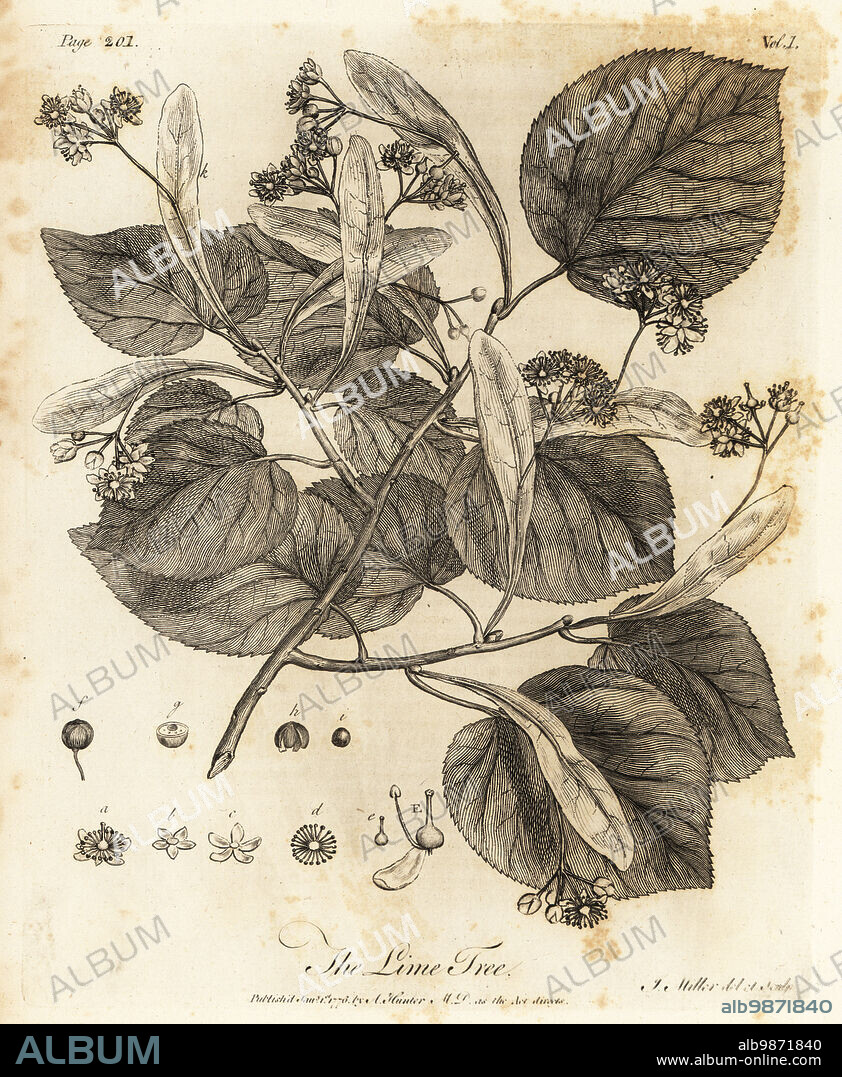 Common lime tree, Tilia × europaea. Copperplate engraving drawn and engraved by John Miller (Johann Sebastian Muller) from John Evelyns Sylva, or A Discourse of Forest Trees and the Propagation of Timer, J. Dodsley, London, 1776.