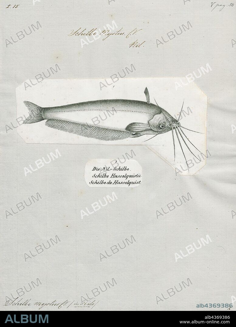 Schilbe mystus, Print, The African butter catfish (Schilbe mystus) is a species of fish in the family Schilbeidae. It is native to many major river systems in Africa. Other common names for the fish include butter fish, butter barbel, African glass catfish, lubangu, mystus catfish, silver barbel, and silver catfish. It was originally described as Silurus mystus by Carl Linnaeus in 1758., 1700-1880.
