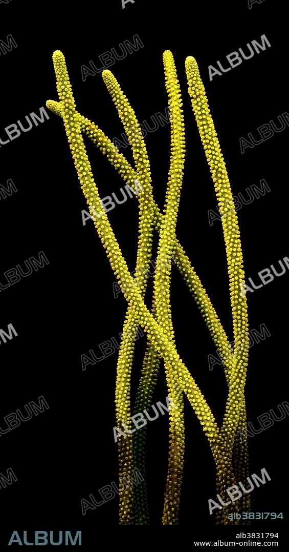 Reconstruction of the dasycladacean algae, Margaretia dorus, from the Middle Cambrian Burgess Shale of British Columbia. This alga was recognized by Charles Walcott in the early 1900s as being cylindrical like a sea whip, but later workers described it as having strap-shaped, kelp-like fronds. After examining specimens in the Smithsonian collection, Terry Chase recognized it as a primitive, cylindrical dasycladacean algae whose spiraling arrangement of holes were attachment points for bead-like branches that projected perpendicularly from the central stalk. Though the side branches were not obvious in the Burgess Shale specimens, this concept was adopted for an exhibit reconstruction of the Burgess Shale biota for the Smithsonian. Specimens later recovered from the Middle Cambrian Wheeler Shale of Utah confirmed Chase's speculation. They are cylindrical with beautifully preserved bead-like projections from each hole. Similar algae, like Rhabdoporella from the basal Ordovician of Texas, display a similar structure. Silurian limestones in Sweden are composed almost entirely of these cylindrical dasycladaceans.