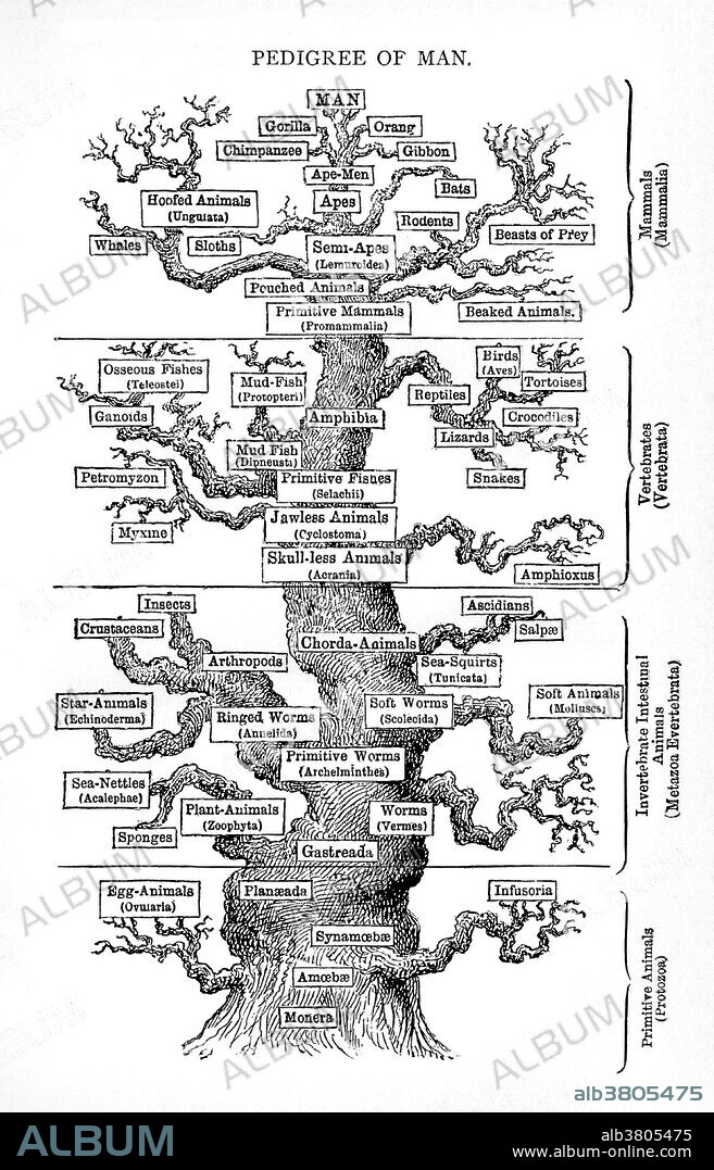 Tree from Haeckel's, Anthropogenie oder Entwicklungsgeschichte des Menschen, originally published in 1874. Translated version entitled: The Evolution of Man, 1879. A phylogenetic tree or evolutionary tree is a branching diagram or tree showing the inferred evolutionary relationships among various biological species or other entities based upon similarities and differences in their physical and/or genetic characteristics. The taxa joined together in the tree are implied to have descended from a common ancestor. In a rooted phylogenetic tree, each node with descendants represents the inferred most recent common ancestor of the descendants, and the edge lengths in some trees may be interpreted as time estimates. Ernst Heinrich Philipp August Haeckel (1834-1919), an eminent German biologist, naturalist, philosopher, physician, professor and artist who discovered, described and named thousands of new species, mapped a genealogical tree relating all life forms, and coined many terms in biology, including anthropogeny, ecology, phylum, phylogeny, and the kingdom Protista. Haeckel promoted and popularized Charles Darwin's work in Germany.