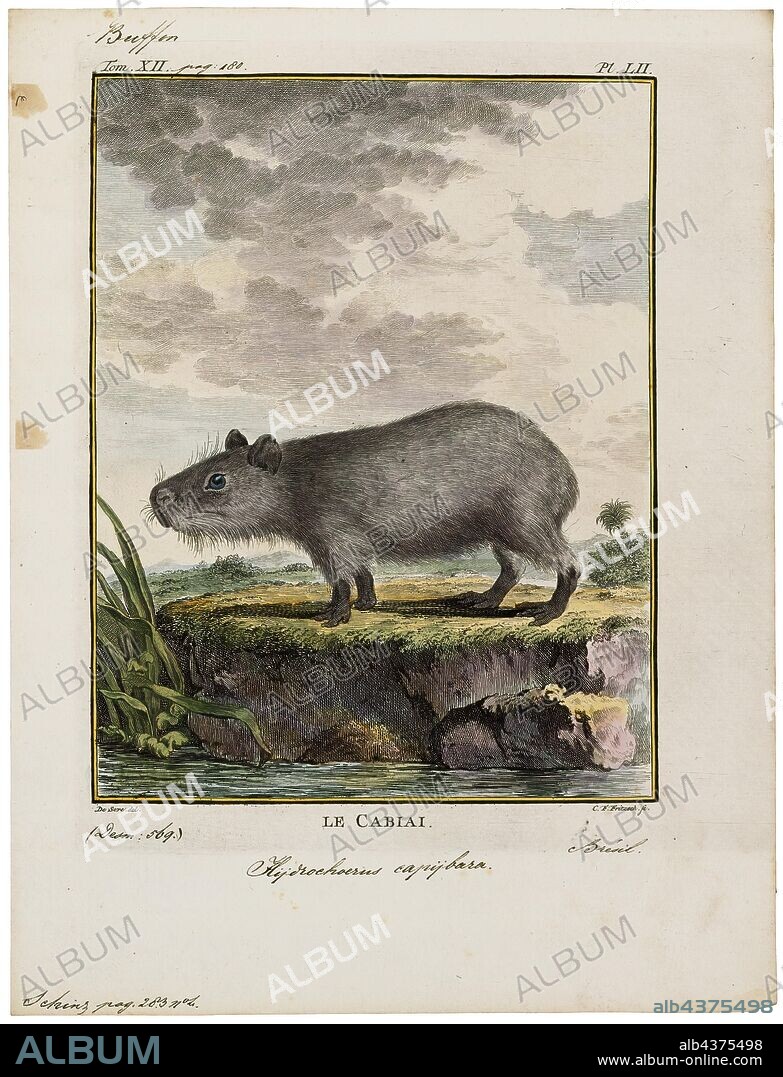 Hydrochoerus capybara, Print, The capybara (Hydrochoerus hydrochaeris) is a mammal native to South America. It is the largest living rodent in the world. Also called chigüire, chigüiro (in Colombia and Venezuela) and carpincho, it is a member of the genus Hydrochoerus, of which the only other extant member is the lesser capybara (Hydrochoerus isthmius). Its close relatives include guinea pigs and rock cavies, and it is more distantly related to the agouti, the chinchilla, and the coypu. The capybara inhabits savannas and dense forests and lives near bodies of water. It is a highly social species and can be found in groups as large as 100 individuals, but usually lives in groups of 10–20 individuals. The capybara is not a threatened species but it is hunted for its meat and hide and also for grease from its thick fatty skin, which is used in the pharmaceutical trade., 1700-1880.