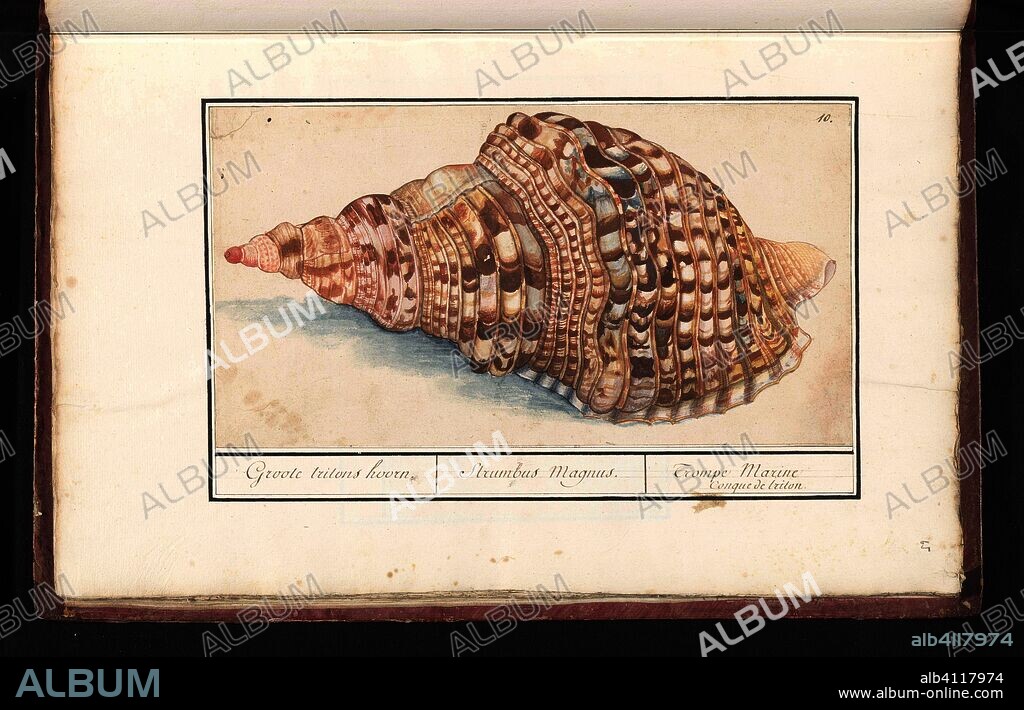 ANSELMUS BOËTIUS DE BOODT. Gewone tritonshoren (Charonia tritonis). Groote tritons hoorn. / Strumbus Magnus. / Trompe Marine Conque de triton (title on object). Draughtsman: Anselmus Boëtius de Boodt. Draughtsman: Elias Verhulst. Dating: 1596 - 1610. Place: Praag. Measurements: h 161 mm × w 300 mm.