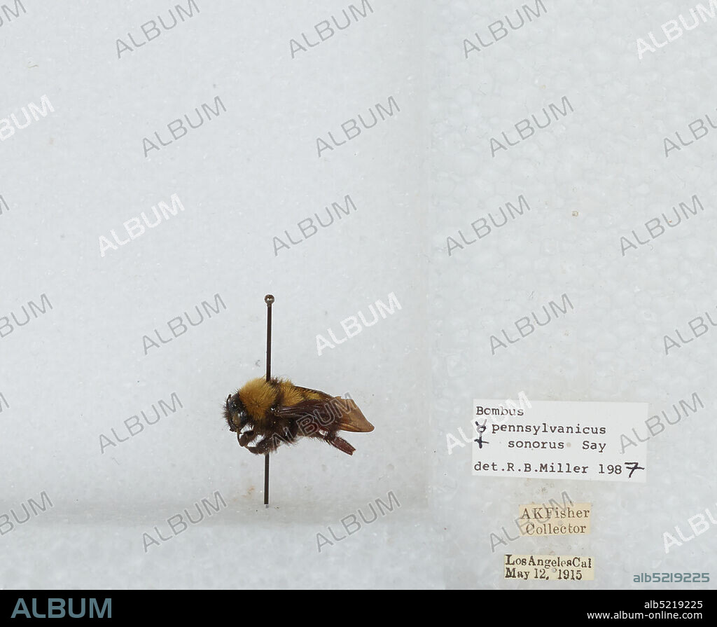 Los Angeles, California, United States, Bombus (Fervidobombus) sonorus Say, Animalia, Arthropoda, Insecta, Hymenoptera, Apidae, Apinae.