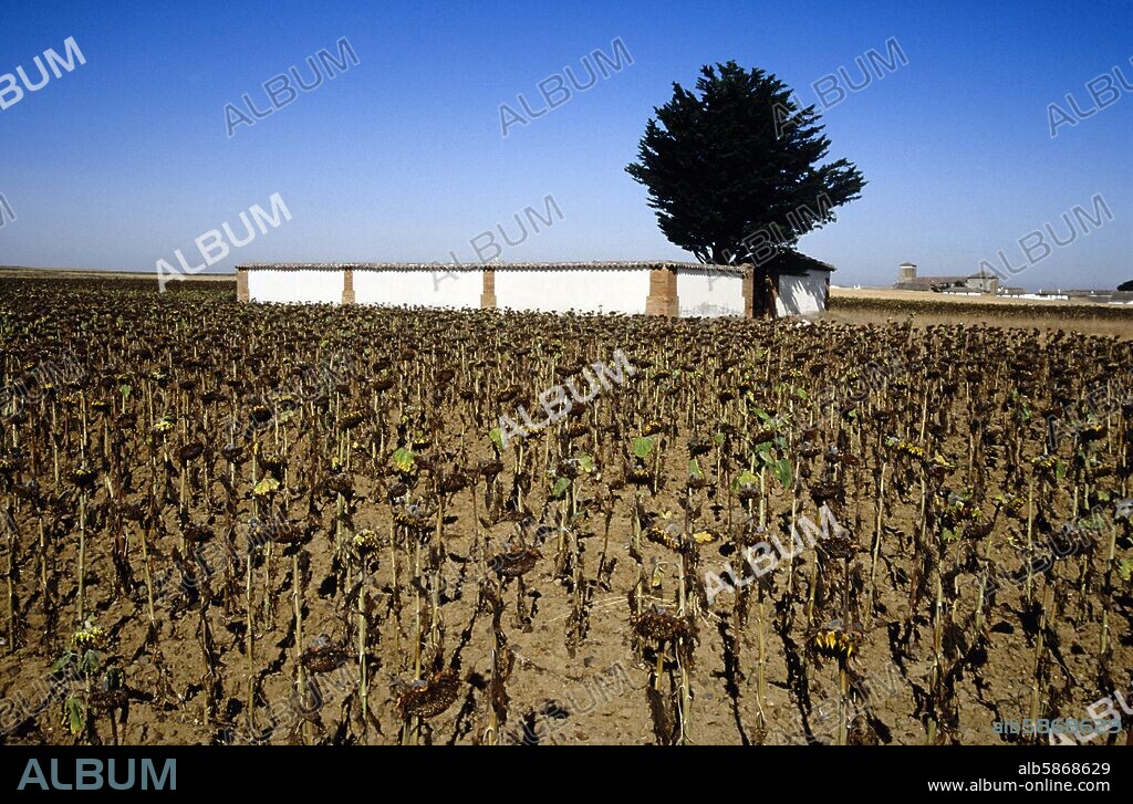 Villarmentero de Campos, cementerio y campo de girasoles secos (53); Camino de Santiago.