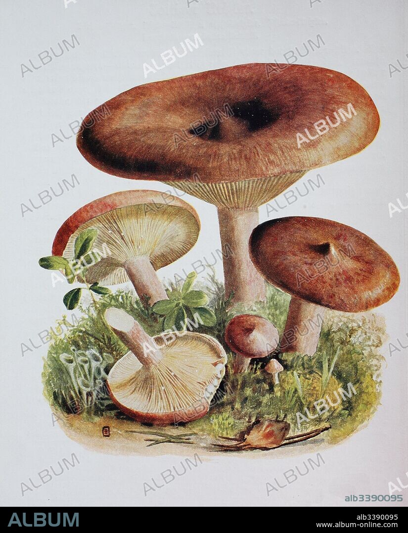 Lactarius rufus is a common, medium sized member of the Lactarius genus, whose many members are commonly known as milkcaps. Known by the common name of the Rufous Milkcap, or the Red Hot Milk Cap, digital reproduction of an ilustration of Emil Doerstling (1859-1940).