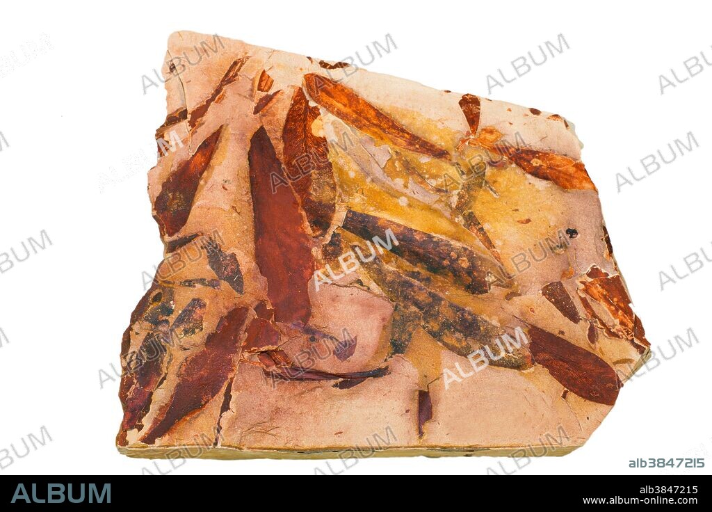 Fossil Glossopteris Leaves
