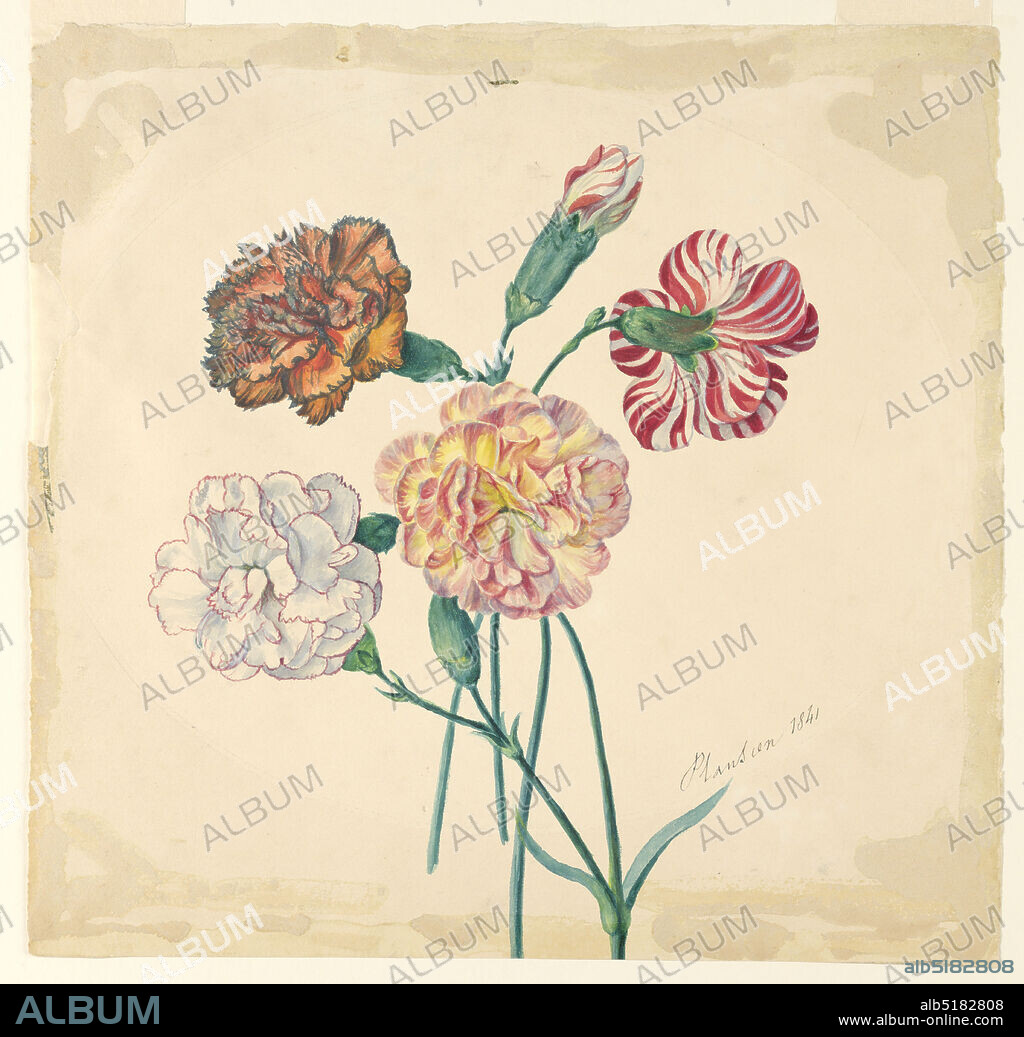 Four carnations, Pencil, gouache colors, France, ca. 1840, Drawing, Drawing.