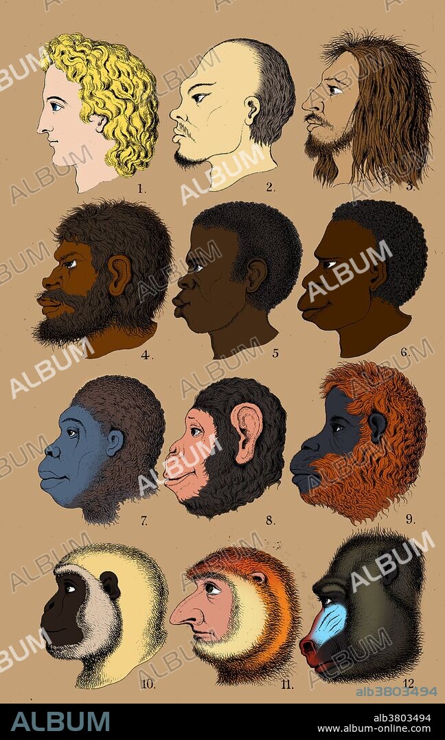 Racist evolutionary theory published by E. Haeckel, 1868. This "Great Chain of Being of Race" portrays an evolutionary chain running from monkeys to humans, in order of the racial and national perferences of the publishers. The heads pictured were supposed to represent, from top to bottom and left to right, "Indo-German, Chinese, Fuegian, Australian Negro, African Negro, Tasmanian, gorilla, chimpanzee, orang, gibbon, proboscis monkey, and mandrill." The naturalist Ernst Haeckel (1834 - 1919) was a German biologist, naturalist, philosopher, physician, professor and artist who discovered, described and named thousands of new species, mapped a genealogical tree relating all life forms, and coined many terms in biology, including anthropogeny, ecology, phylum, phylogeny, and the kingdom Protista. Haeckel promoted and popularized Charles Darwin's work in Germany, though he and Darwin did not always agree. Haeckel's racist views, though not exceptional for the time, were incorporated into his scientific work. This image has been color enhanced.