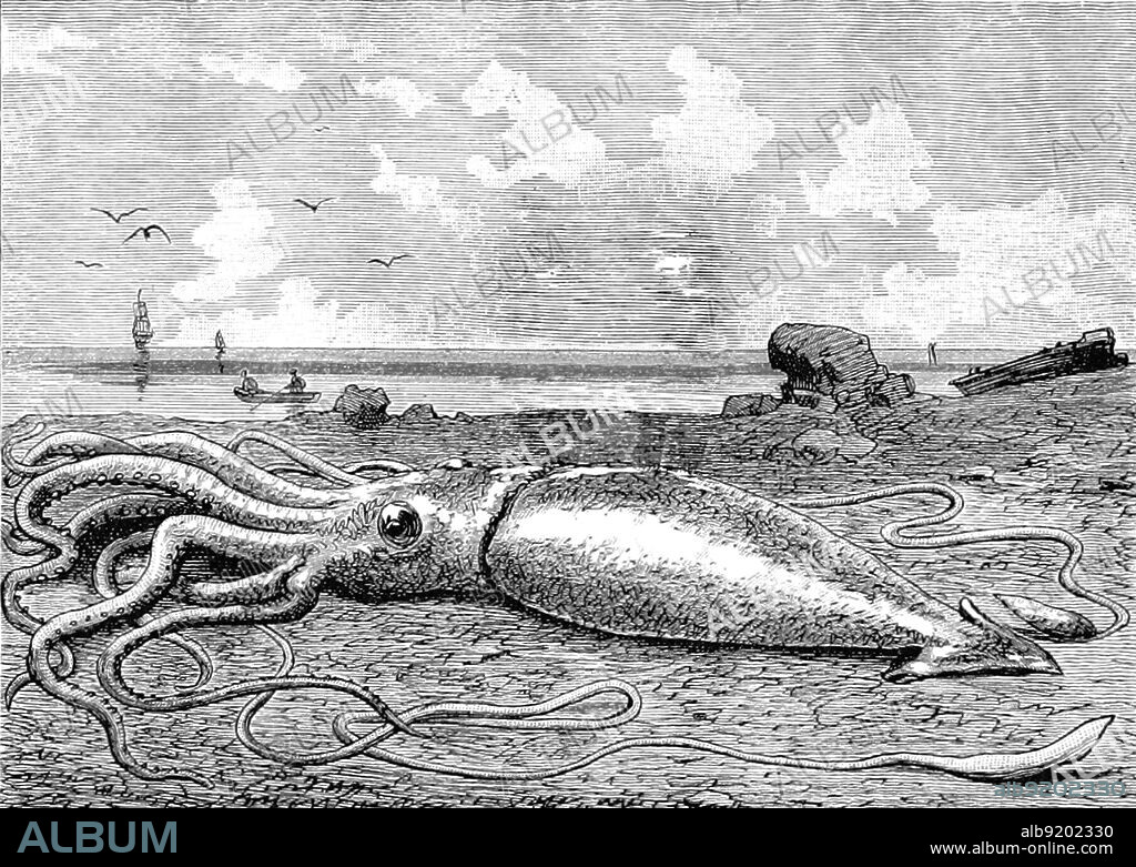 The giant squid (genus Architeuthis) is a deep-ocean dwelling squid in the family Architeuthidae. Giant squid can grow to a tremendous size due to deep-sea gigantism: recent estimates put the maximum size at 43 feet for females and 33 feet for males from the posterior fins to the tip of the two long tentacles. The mantle is about 6.6 feet long (more for females, less for males), and the length of the squid excluding its tentacles (but including head and arms) rarely exceeds 16 feet. Claims of specimens measuring 66 feet or more have not been scientifically documented. Tales of giant squid have been common among mariners since ancient times, and may have led to the Norse legend of the kraken, a tentacled sea monster as large as an island capable of engulfing and sinking any ship. Image taken from page 96 of "Viertausend Meilen unter Sturmsegeln auf Yacht Aldegonda" by Detlev von Heydebrand und Der Lasa, 1887.