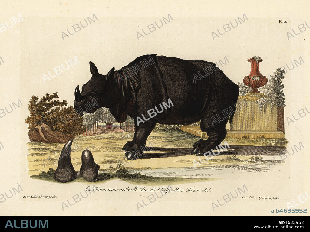 Indian rhinoceros, Rhinoceros unicornis, and horns of a critically endangered black rhinoceros, Diceros bicornis (Le rhinocerot d'Afrique a corne simple, Rhinoceros unicornis, et la corne double). Handcoloured copperplate engraving by Jakob-Andreas Eisemann after an illustration from nature by Johann Christoph Keller from Georg Wolfgang Knorr's Deliciae Naturae Selectae of Kabinet van Zeldzaamheden der Natuur, Blusse and Son, Nuremberg, 1771. Specimens from a Wunderkammer or Cabinet of Curiosities owned by Dr. Christoph Jacob Trew in Nuremberg.