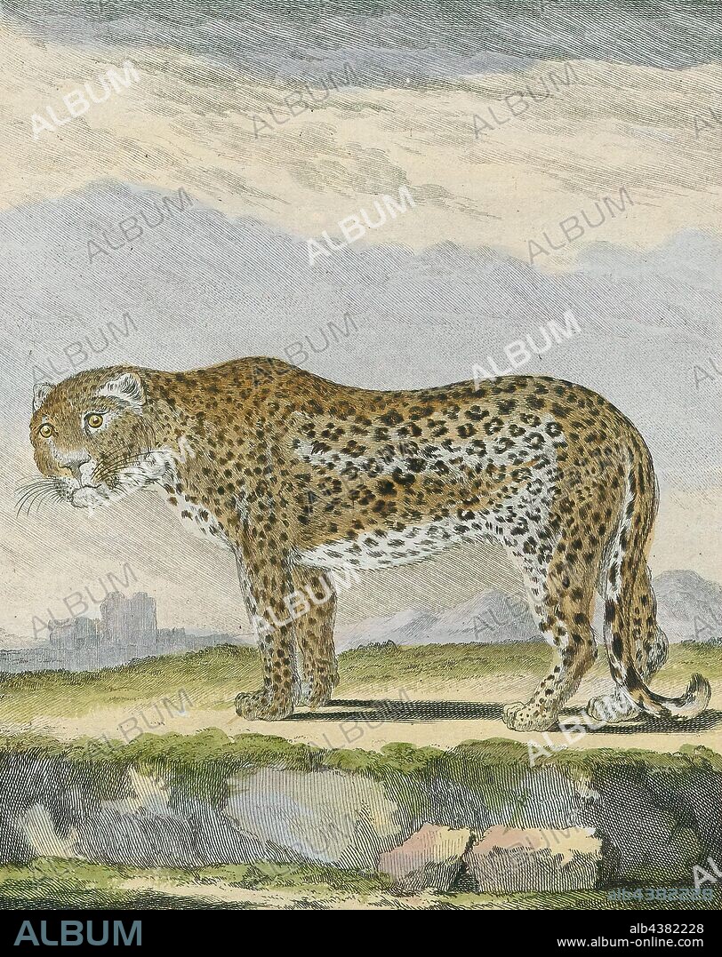 Felis pardus, Print, The leopard (Panthera pardus) is one of the five extant species in the genus Panthera, a member of the Felidae. It occurs in a wide range in sub-Saharan Africa, in small parts of Western and Central Asia, on the Indian subcontinent to Southeast and East Asia. It is listed as Vulnerable on the IUCN Red List because leopard populations are threatened by habitat loss and fragmentation, and are declining in large parts of the global range. In Hong Kong, Singapore, Kuwait, Syria, Libya, Tunisia and most likely in Morocco, leopard populations have already been extirpated. Contemporary records suggest that the leopard occurs in only 25% of its historical global range. Leopards are hunted illegally, and their body parts are smuggled in the wildlife trade for medicinal practices and decoration., 1700-1880.