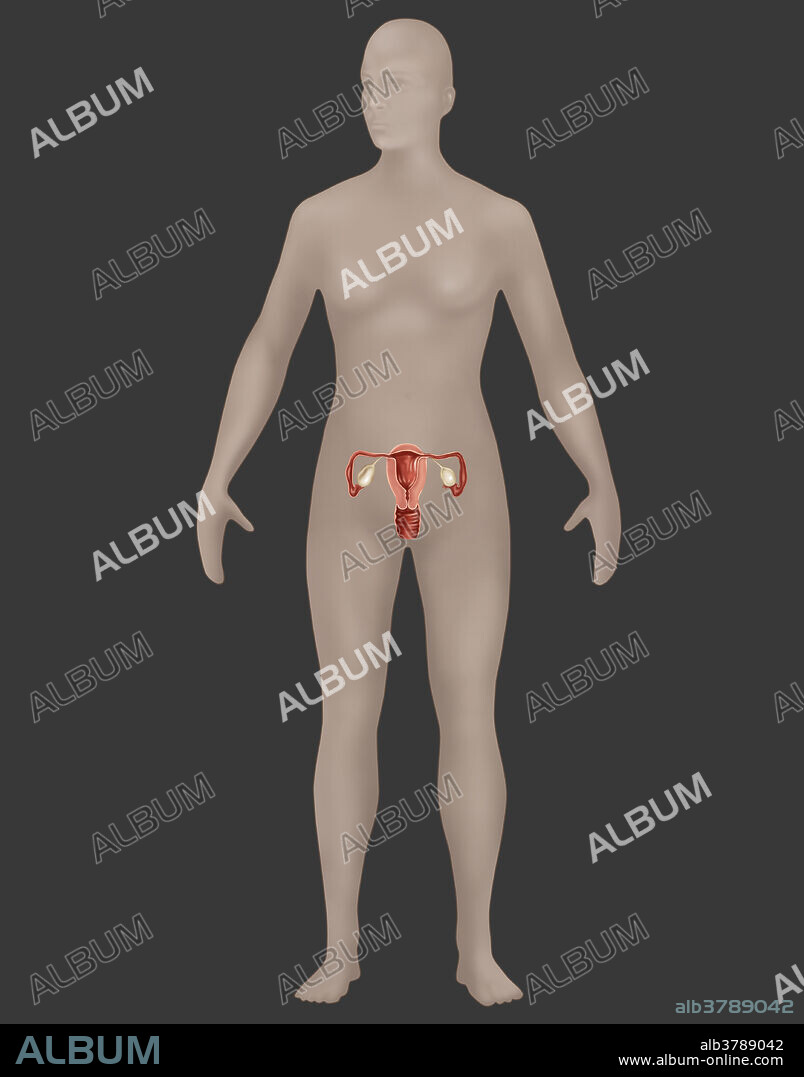 Female Reproductive System, Illustration