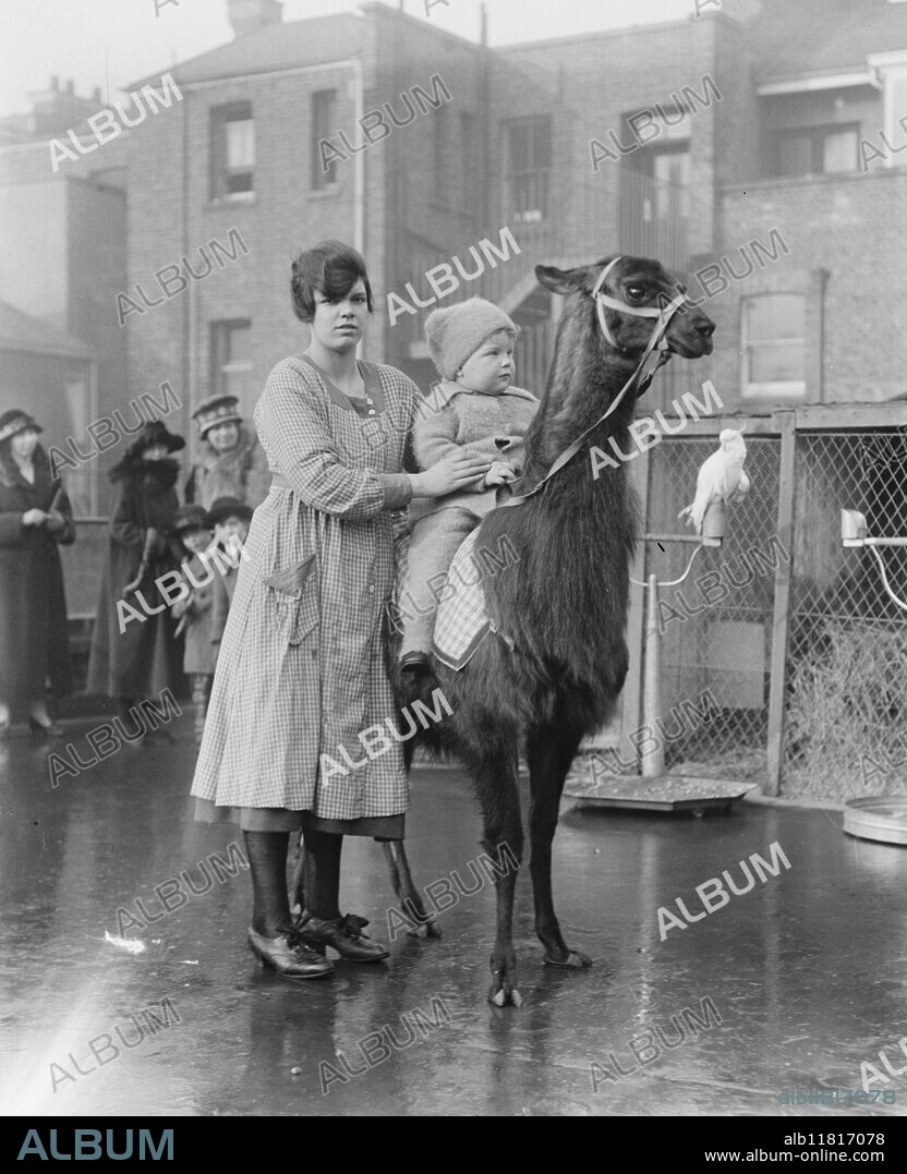 Live toys at Derry and Toms. llama. 27 November 1920.