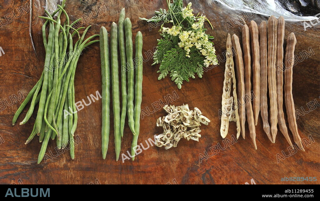 Moringa oleifera, bean oil tree, Malunggay (tagalog), purported to be beneficial for decreasing blood pressure and relieving headaches.