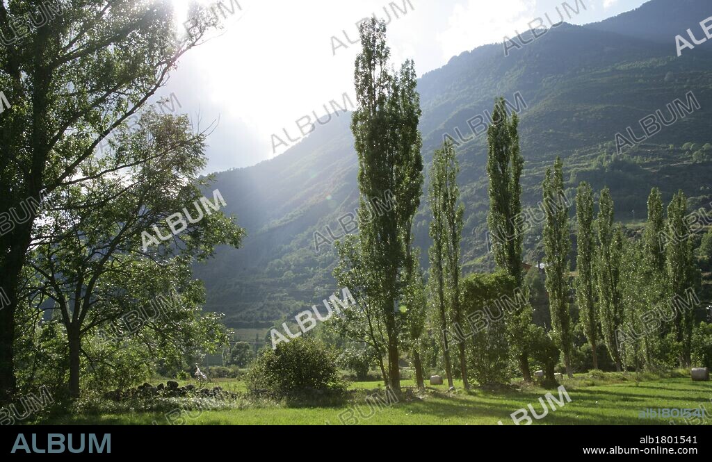 Bosque de CHOPOS LOMBARDOS. Valle de Benasque. Provincia de Huesca. Aragón. España.