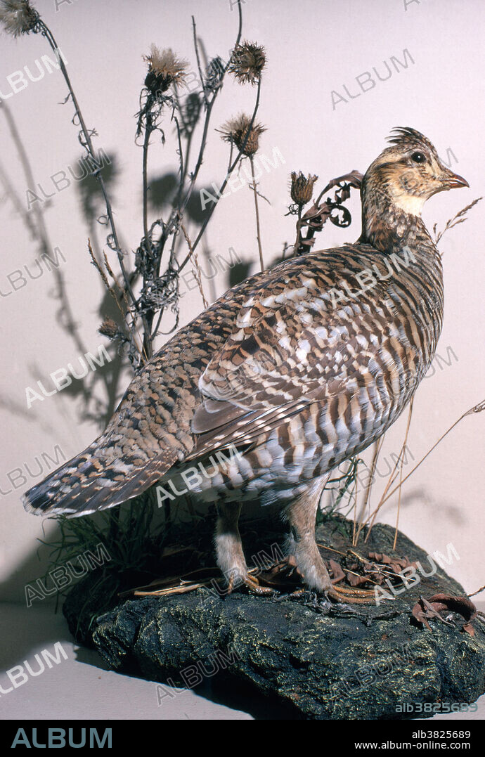 Mounted museum specimen of the Heath Hen (Tympanuchus cupido cupido), a prairie chicken found in the Eastern US which became extinct in 1932.