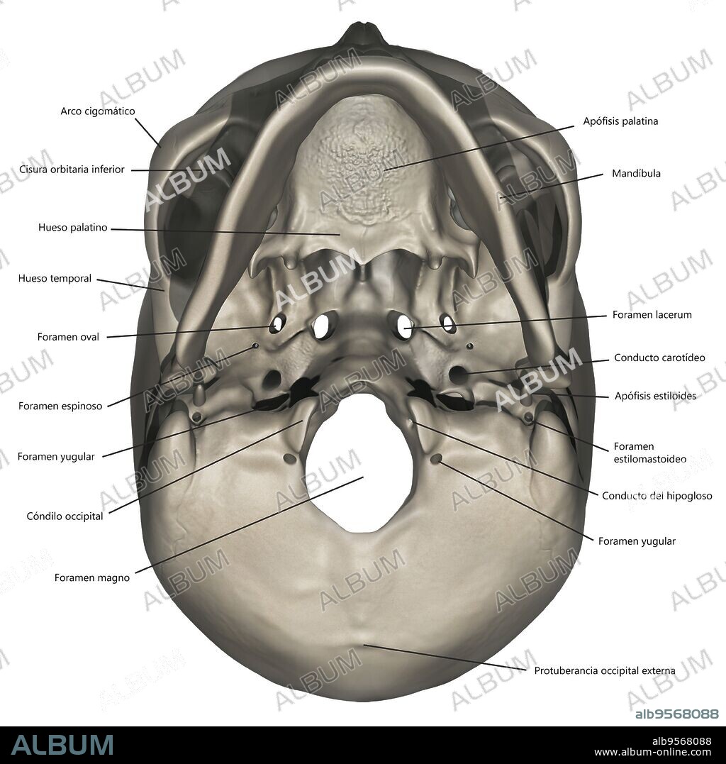 Inferior view of human skull anatomy with annotations.
