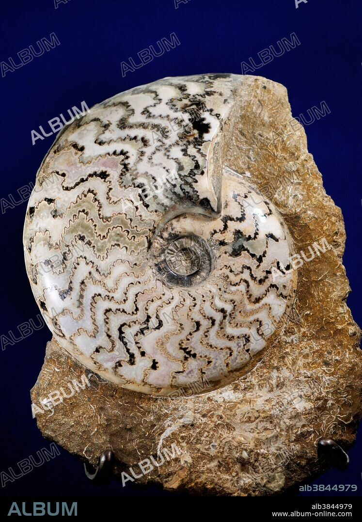 Ammonite fossil. Ammonites were marine invertebrates. During fossilization some of the minerals of this ammonite's shell have been replaced by pyrite, (iron sulphide, or fool's gold). Ammonites first appeared in the fossil record around 400 million years ago in the late Silurian and early Devonian periods and became extinct at the end of the Cretaceous period, 65 million years ago. Ammonites are index fossils, their presence allows the rock layer in which they are found to be dated to specific geological time periods.