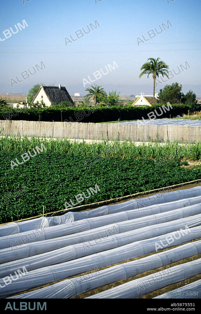 Parque Natural de / La Albufera Natural Park; farms and ancient huts ("barracas") near El Palmar.