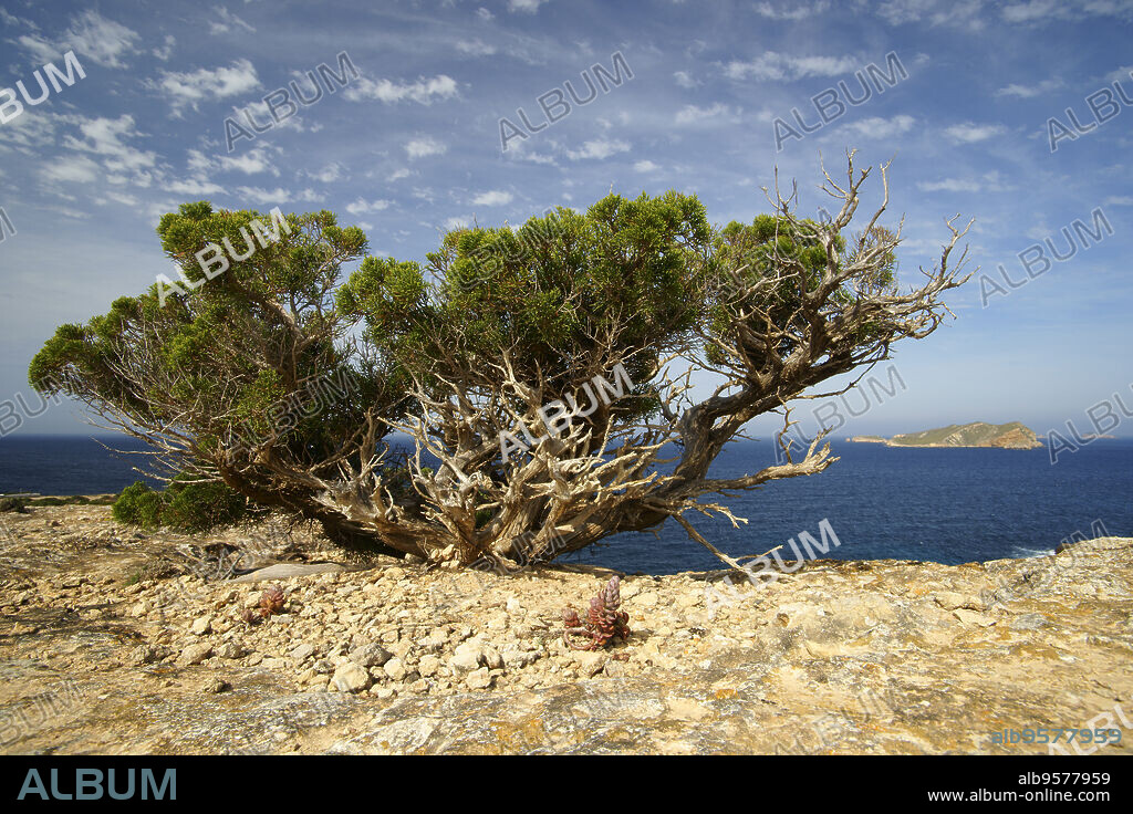 Sabina (Juniperus Phoenicea).Playas de Comte. Sant Antoni de Portmany.Ibiza.Illes Balears.España.