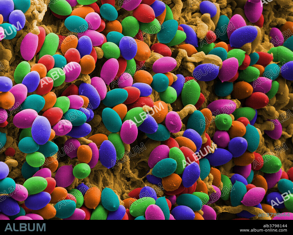 Magic Mushroom Spores, under a microscope (SEM)
