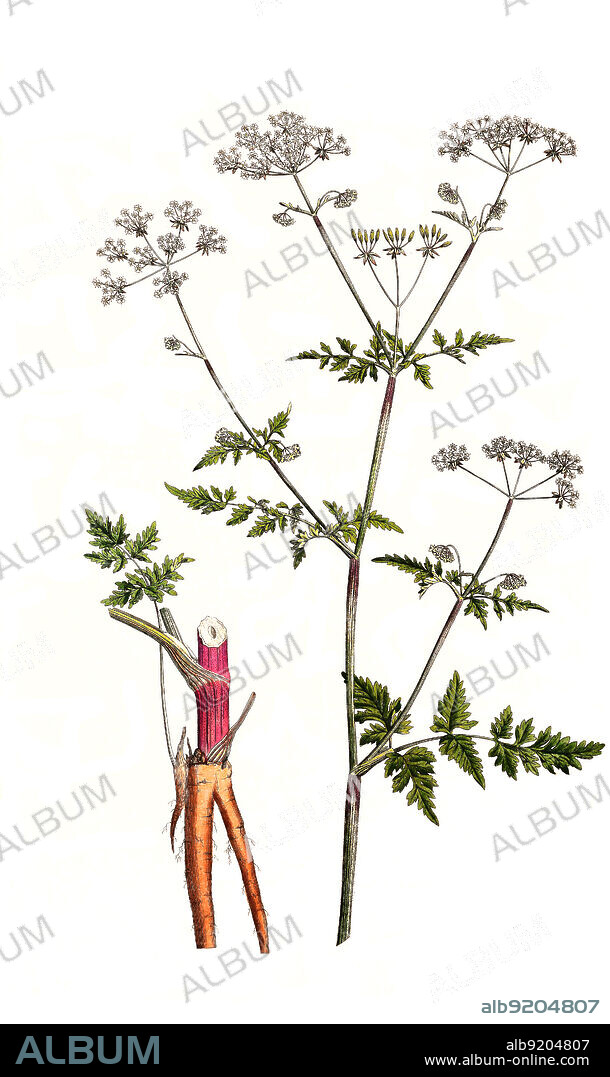 Wiesen-Kerbel, Anthriscus sylvestris / Anthriscus sylvestris, known as cow parsley, wild chervil, wild beaked parsley, Queen Anne's lace or keck, Historisch, historical, digital improved reproduction of an original from the 19th century / digital restaurierte Reproduktion einer Originalvorlage aus dem 19. Jahrhundert, genaues Originaldatum nicht bekannt.