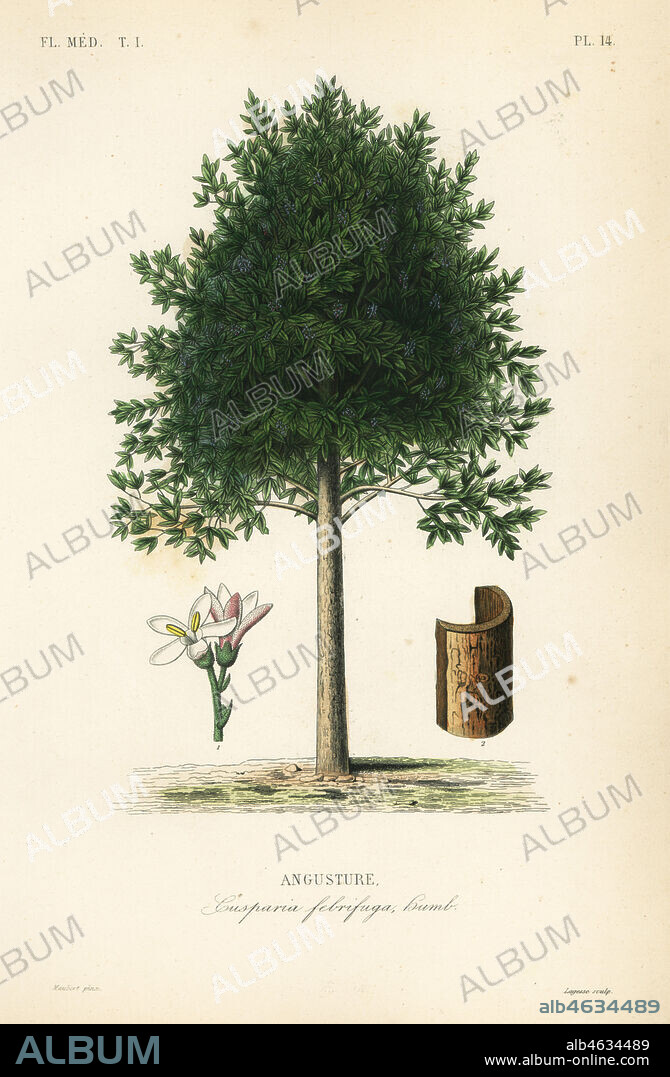 Angostura trifoliata, Cusparia febrifuga, Angusture. Handcoloured steel engraving by Lagesse after a botanical illustration by Edouard Maubert from Pierre Oscar Reveil, A. Dupuis, Fr. Gerard and Francois Herincqs La Regne Vegetal: Flore Medicale, L. Guerin, Paris, 1864-1871.