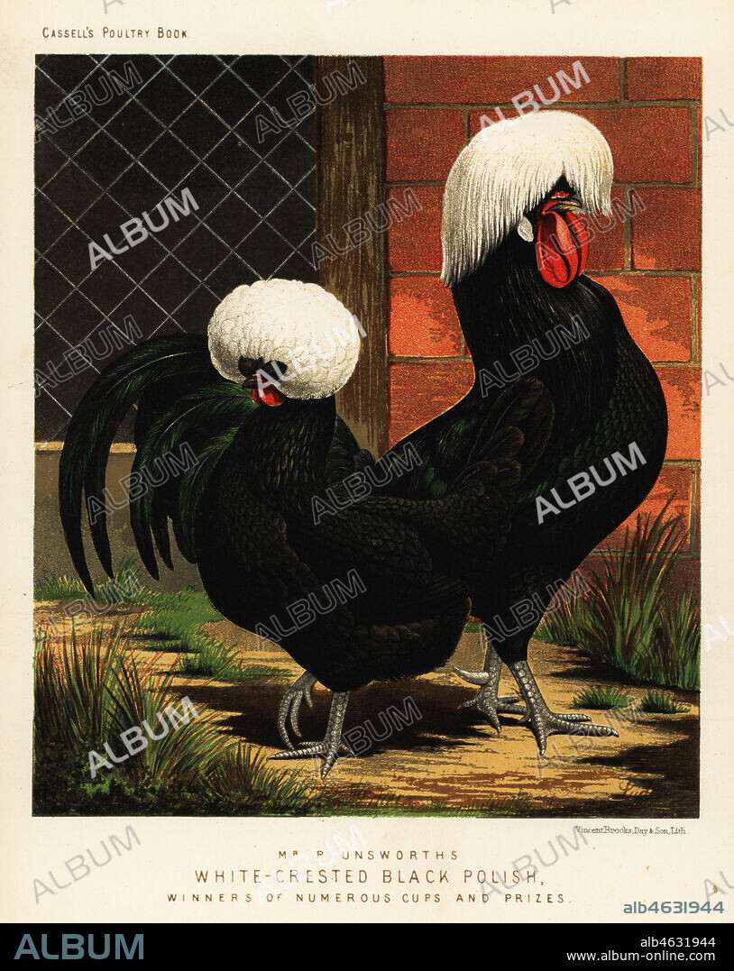 White-crested black Polish chickens, cock and hen, Gallus gallus domesticus. Bred by P. Unsworth and winners of numerous cups and prizes. Chromolithograph by Vincent Brooks Day & Son after an illustration by J.W. Ludlow from Lewis Wrights The Illustrated Book of Poultry, Cassell, London, 1890.