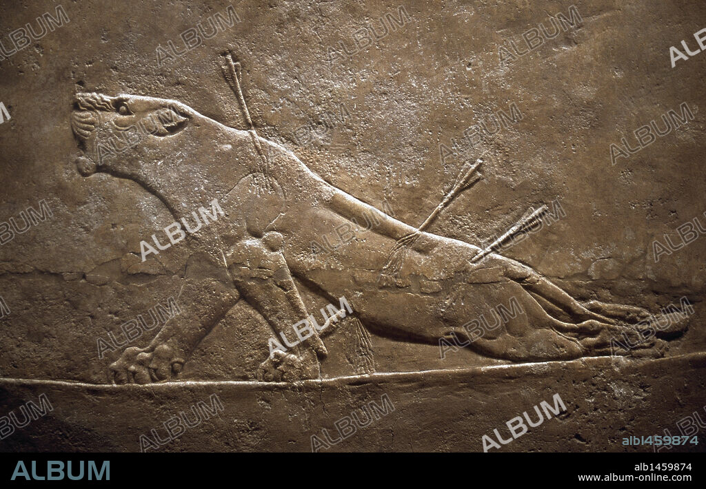 Assyrian relief sculpture panel from the lion hunt showing a dying lion. From Nineveh North Palace, Iraq, 668-627 B.C. British Museum. London.
