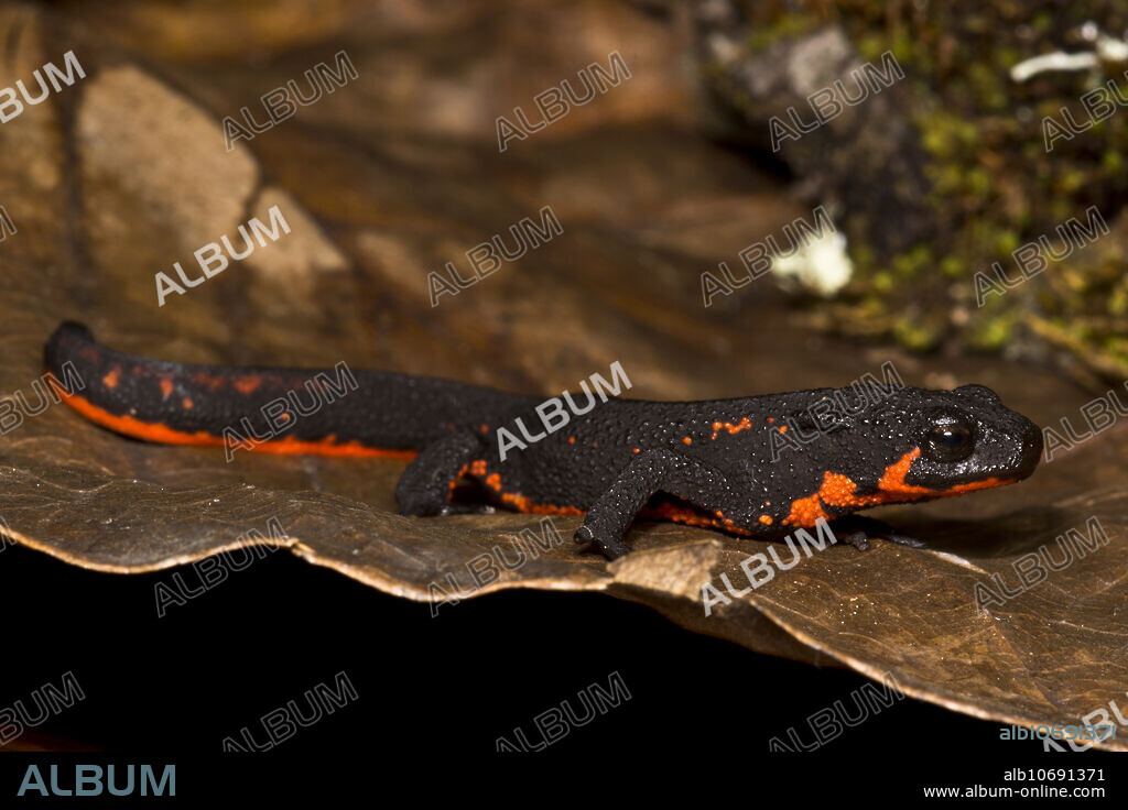 Firebelly Newt (Cynops pyrrhogaster)