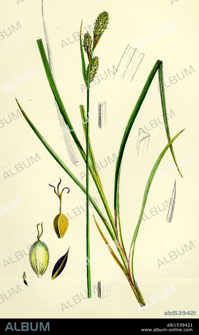 Carex Buxbaumii; Hoary Sedge.