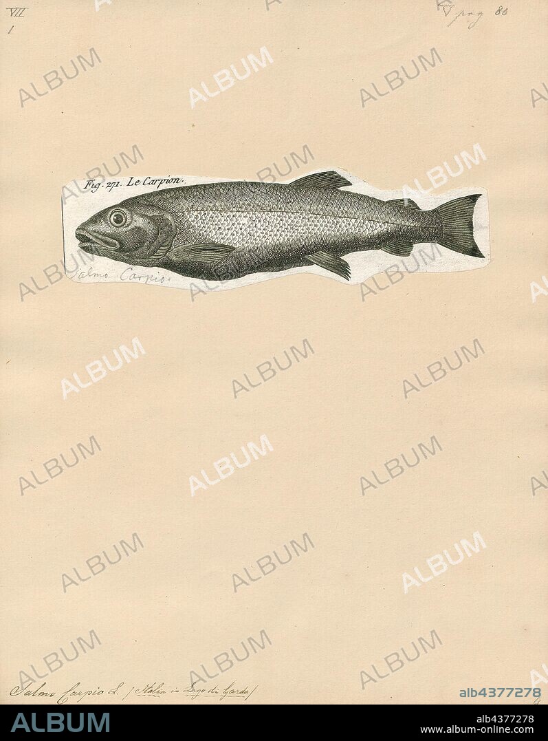 Salmo carpio, Print, Salmo carpio, also known as the carpione (carpione del Garda or Lake Garda carpione) is a salmonid fish endemic to Lake Garda in Italy. It has been introduced to a number of other lakes in Italy and elsewhere but unsuccessfully in all cases. The population in Lake Garda has been strongly declining, and is considered critically endangered. The main threats are due to overfishing, pollution and possibly competition from introduced species such as Coregonus and Salmonidae., 1700-1880.