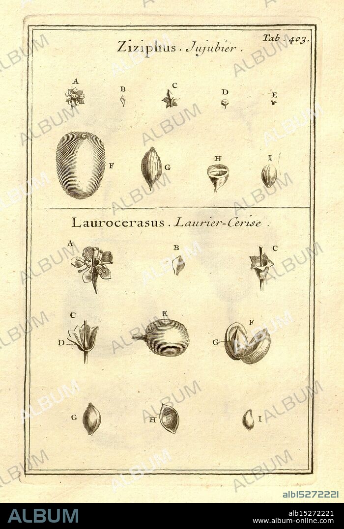 Joseph Pitton de Tournefort, Institutiones rei herbariae, Parisiis, E Typographia Regia, 1700-[1703], botany, pre-Linnean works, A detailed botanical illustration showcasing various specimens of Ziziphus (jujube) and Laurus cerasus (sour cherry). The top section is dedicated to Ziziphus, labeled with letters A through I, highlighting distinct parts such as the fruit, seeds, and other anatomical features. The bottom section presents Laurus cerasus, also labeled with letters A through I, displaying its fruit, seeds, and additional botanical elements. Each illustration is meticulously rendered, emphasizing the intricate details and characteristics of these plants. The layout reflects a systematic approach to botanical study, typical of the period's scientific documentation.