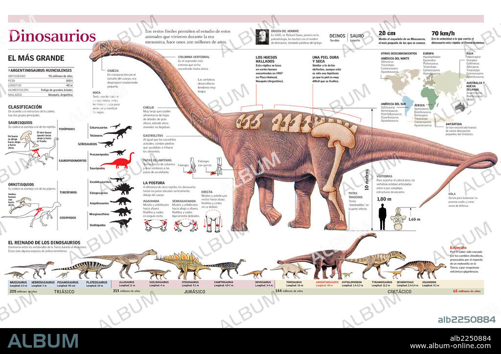 DINOSAURIO. Infografía de la anatomía del argentinosaurus y clasificación y evolución de los dinosaurios.