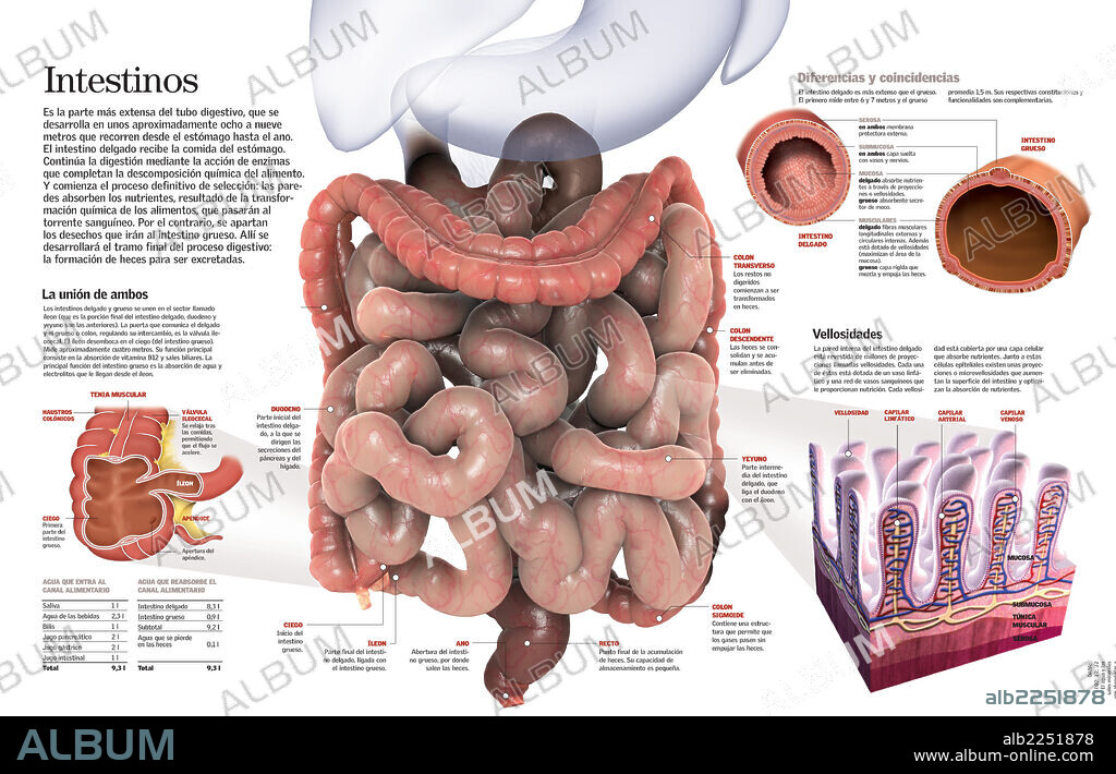 intestinos. Infografía del intestino grueso e intestino delgado del aparato digestivo, su composición y sus funciones.
